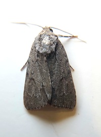 Acronicta tritona