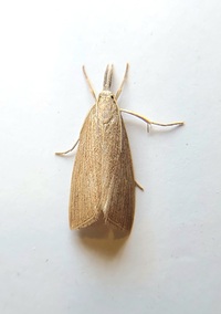 Xubida panalope