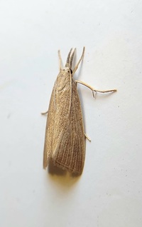 Xubida panalope