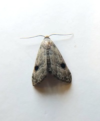 Abablemma brimleyana