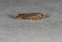Untomia albistrigella