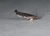 Perimede erransella
