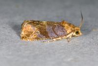 Paralobesia liriodendrana