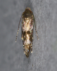 Mompha annulata