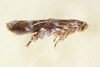 Mompha annulata