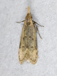 Dichomeris punctidiscellus