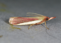 Peoria approximella