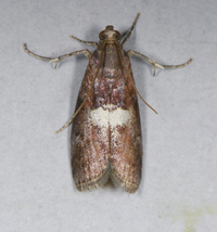 Salebriaria engeli