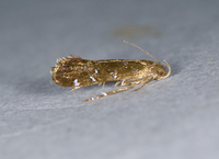 Strobisia iridipennella