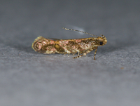 Aristotelia rubidella