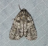 Acronicta modica