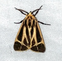 Apantesis phalerata