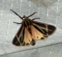 Apantesis phalerata