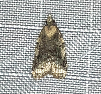 Platynota exasperatana