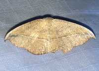 Patalene olyzonaria