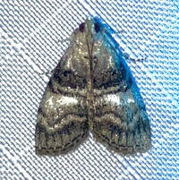 Pococera asperatella