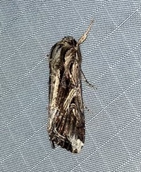 Spodoptera dolichos