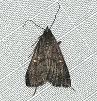 Tetanolita mynesalis