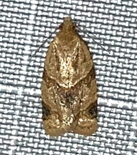 Clepsis peritana