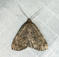 Idia aemula