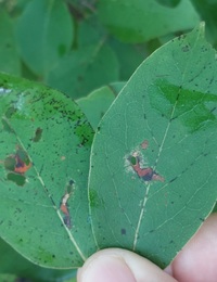 Coptodisca diospyriella