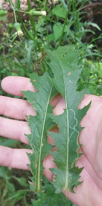 Phyllocnistis insignis