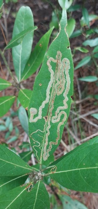 Phyllocnistis hyperpersea