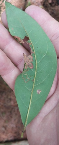 Phyllocnistis subpersea