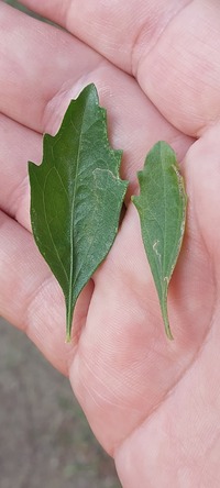 Bucculatrix ivella
