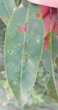 Bucculatrix pomifoliella