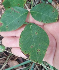 Stigmella rhoifoliella