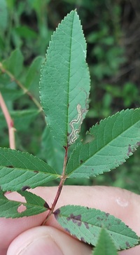 Stigmella rosaefoliella