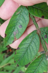 Stigmella intermedia