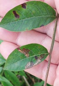 Stigmella intermedia