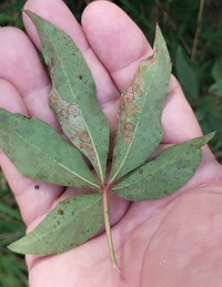 Phyllocnistis ampelopsiella