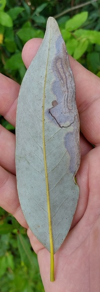 Phyllocnistis liriodendronella