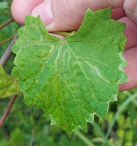 Phyllocnistis vitegenella