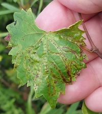 Phyllocnistis vitifoliella