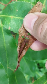Filatima serotinella