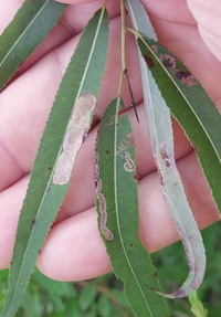 Stigmella fuscotibiella