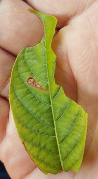 Mompha solomoni