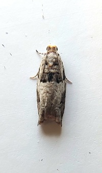 Rhopobota dietziana