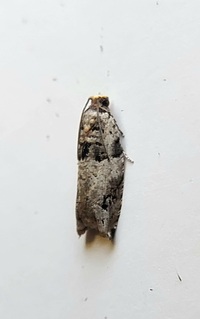 Rhopobota dietziana