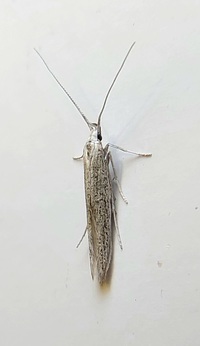Coleophora unidentified species