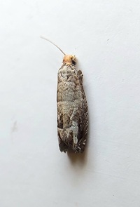 Epiblema unidentified species