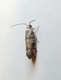 Rhyacionia unidentified species