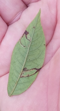 Caloptilia rhoifoliella