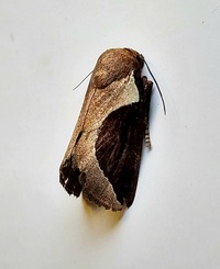 Prolimacodes badia