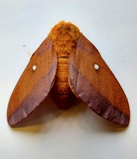 Anisota virginiensis