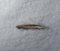 Plutella xylostella